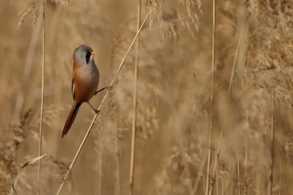 Imagen 18 de la galería de Otras aves (PDF)